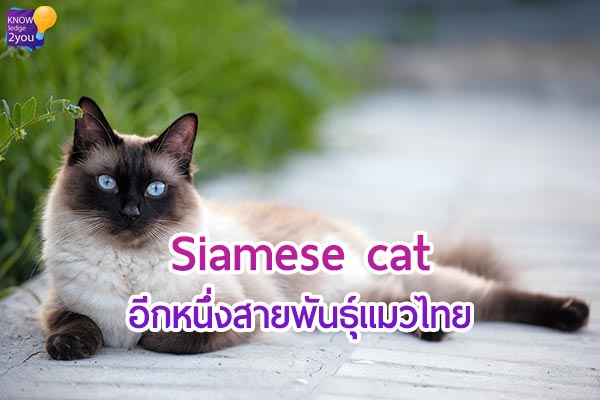 แมววิเชียรมาศ (Siamese cat)