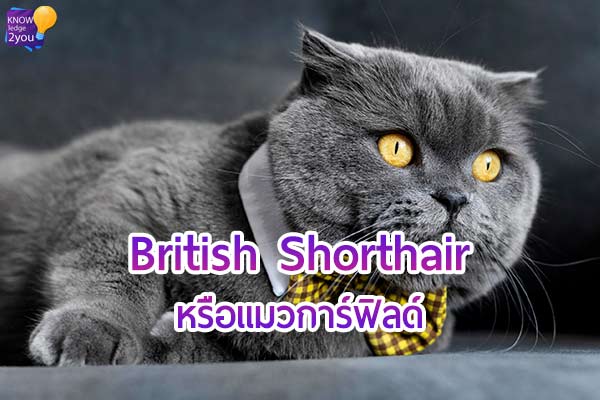 แมวบริติช ช๊อตแฮร์ ( British Shorthair ) หรือแมวการ์ฟิลด์