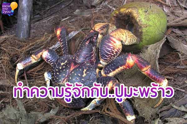 “ปู มะพร้าว” สัตว์ใหญ่บนเกาะที่ควรแก่การอนุรักษ์