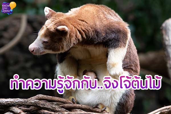 “Tree Kangaroo” จิงโจ้ ขนาดย่อมแห่งออสเตรเลีย