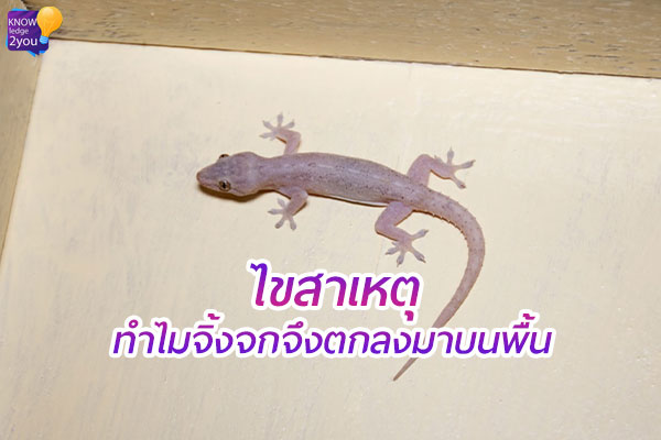 ทำไมบางครั้ง “จิ้งจก” จึงตกลงมาบนพื้น ?