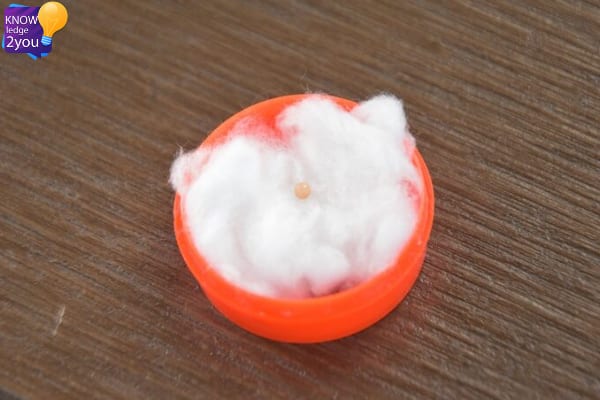 หนุ่มสุดโชคดี ซื้อหอยหวานเลี้ยงวันเกิดแฟน พบมุกเมโล ล้ำค่า