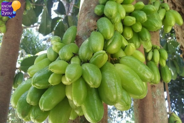 เตือนรับน้อง ด้วยตะลิงปลิง ทานมากไปอันตรายถึงตาย